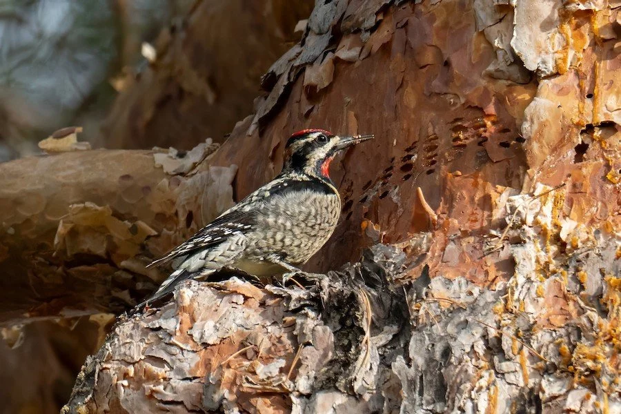 rednapped sapsucker wbc 2026 christopher well.jpeg