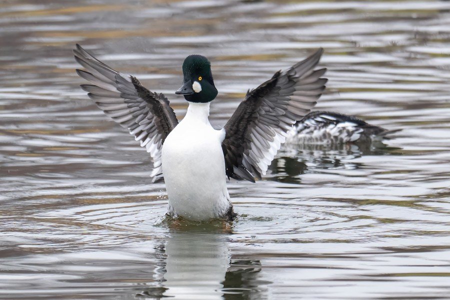 Duck, Duck, Goose… and Swan! A Deep Dive Into the World of Waterfowl