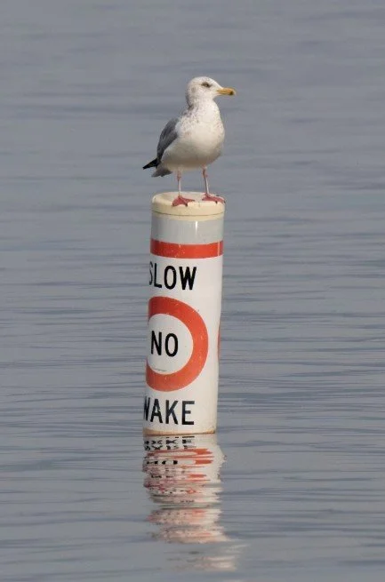 American Herring Gull_Christopher Well WBC 2026.jpg