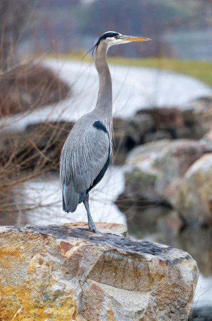 Guided Bird Walk at Great Blue Heron Rookery — Golden Eagle Audubon