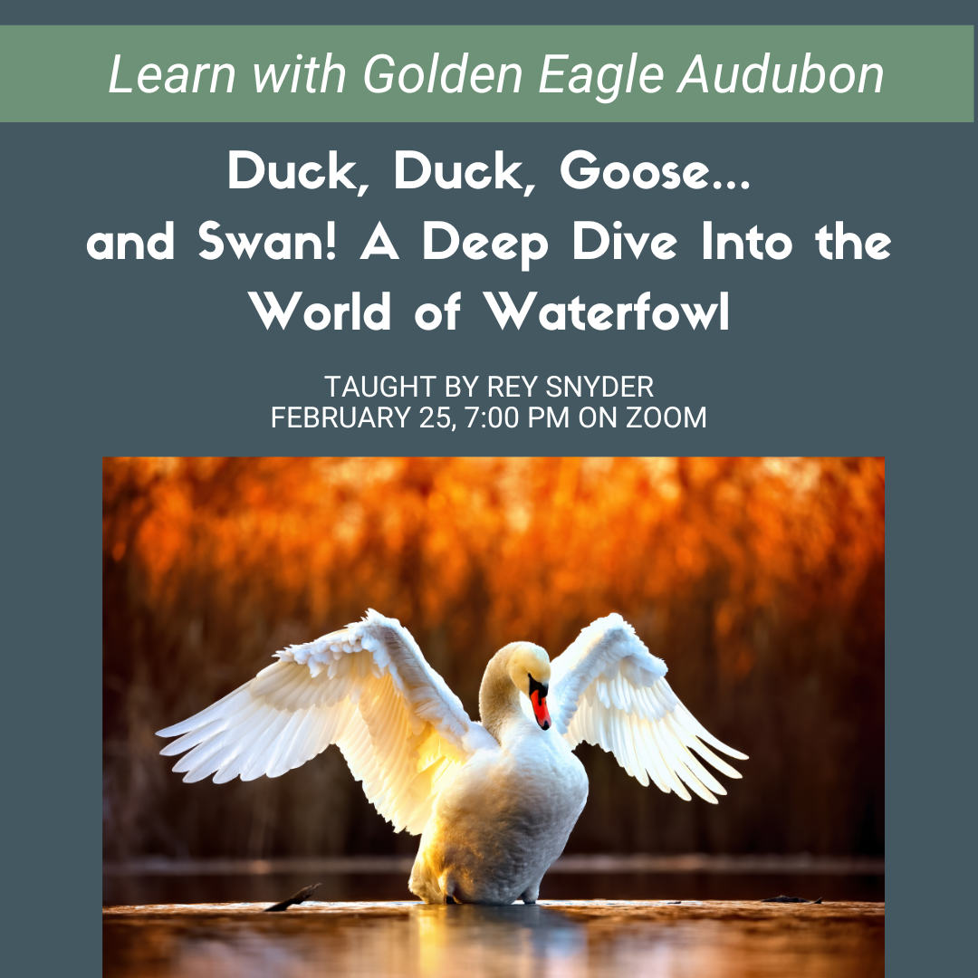 Duck, Duck, Goose… and Swan! A Deep Dive Into the World of Waterfowl