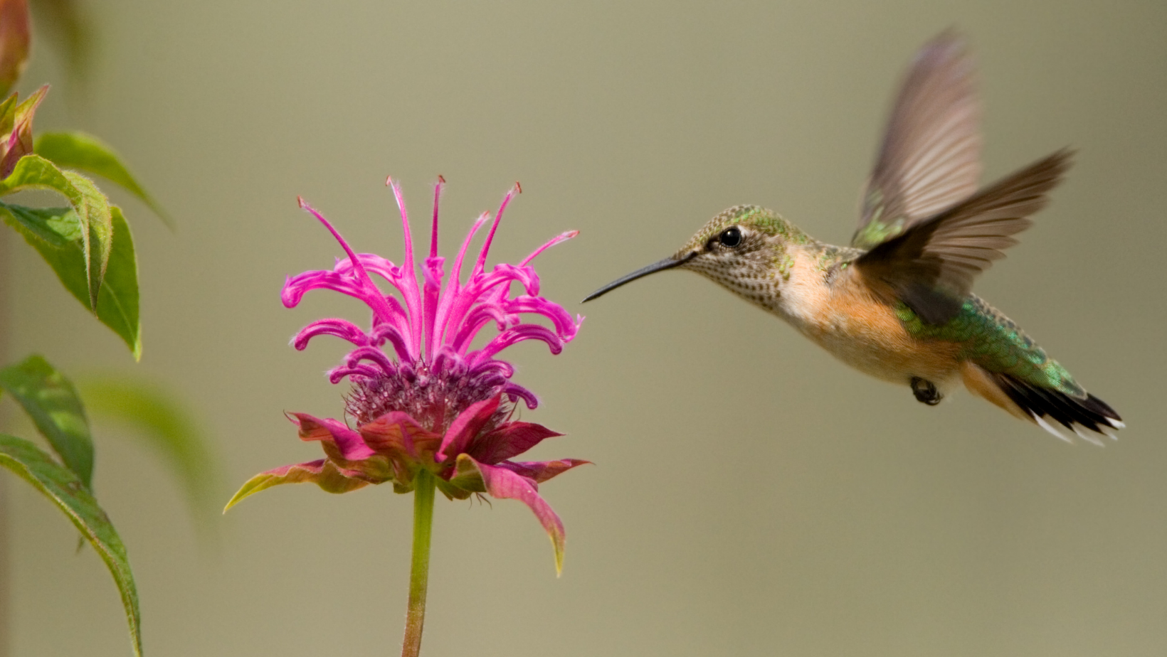 Hummingbirds of Boise