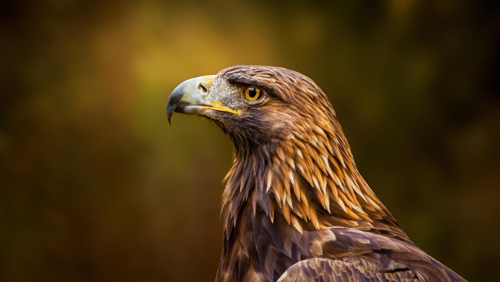 Raptors of Southwest Idaho