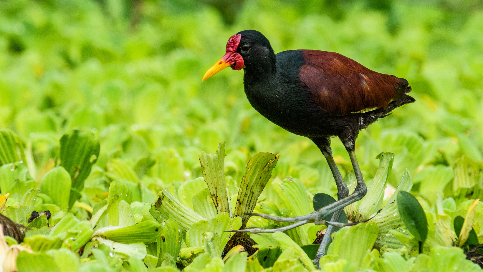 Monthly Program: Birds of the Amazon