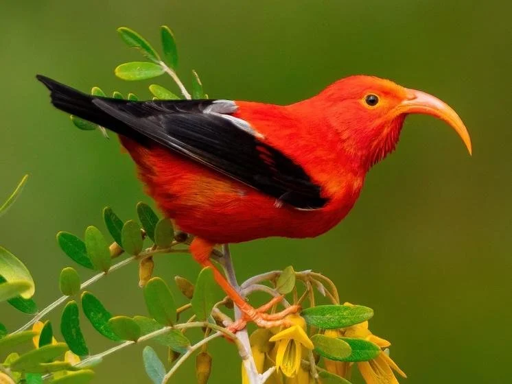 Saving Hawaiian Honeycreepers