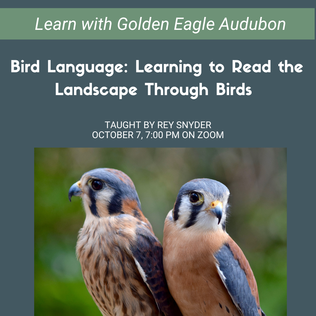 Bird Language: Learning to Read the Landscape Through Birds | Virtual Class