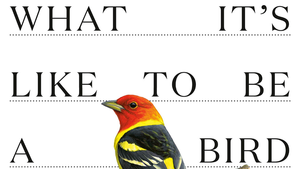 What It's Like To Be A Bird - Youth Program