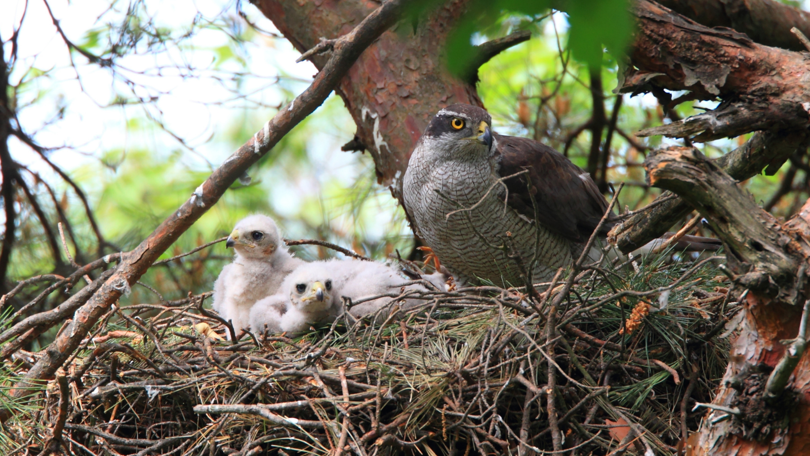 Defending our Feathered Friends from Industrial Threats 