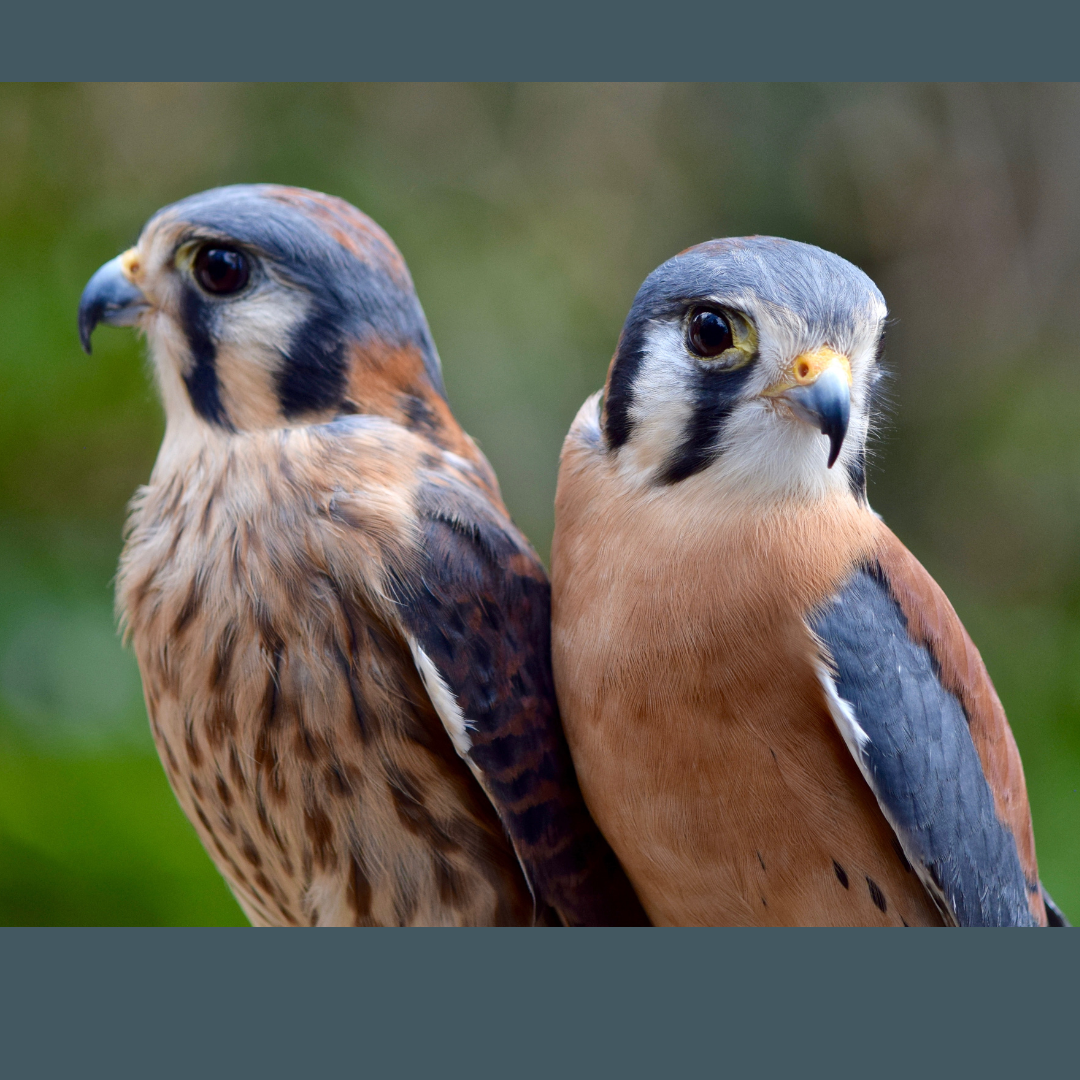 Bird Language: Learning to Read the Landscape Through Birds | Virtual Class