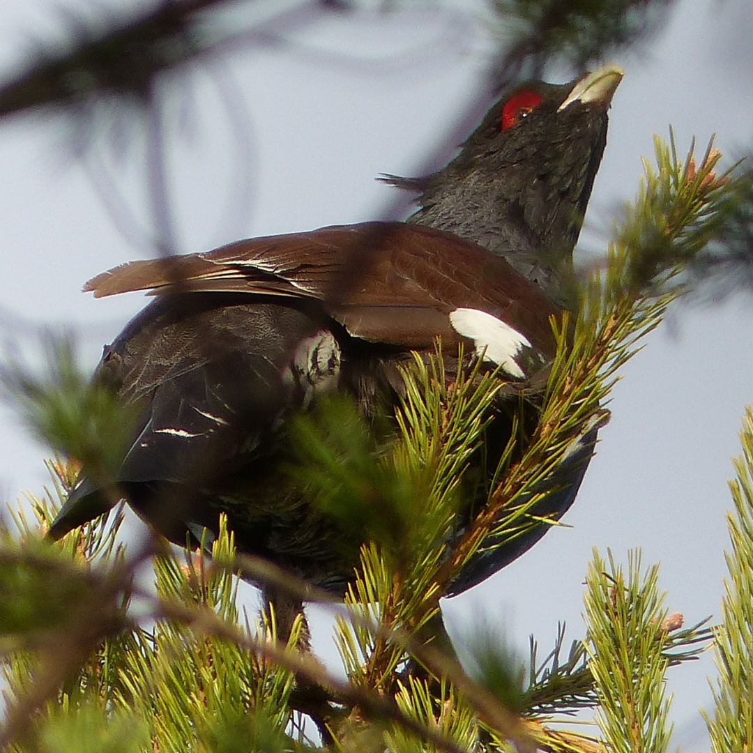 The Why and How of Growing Grub for Grouse&nbsp;