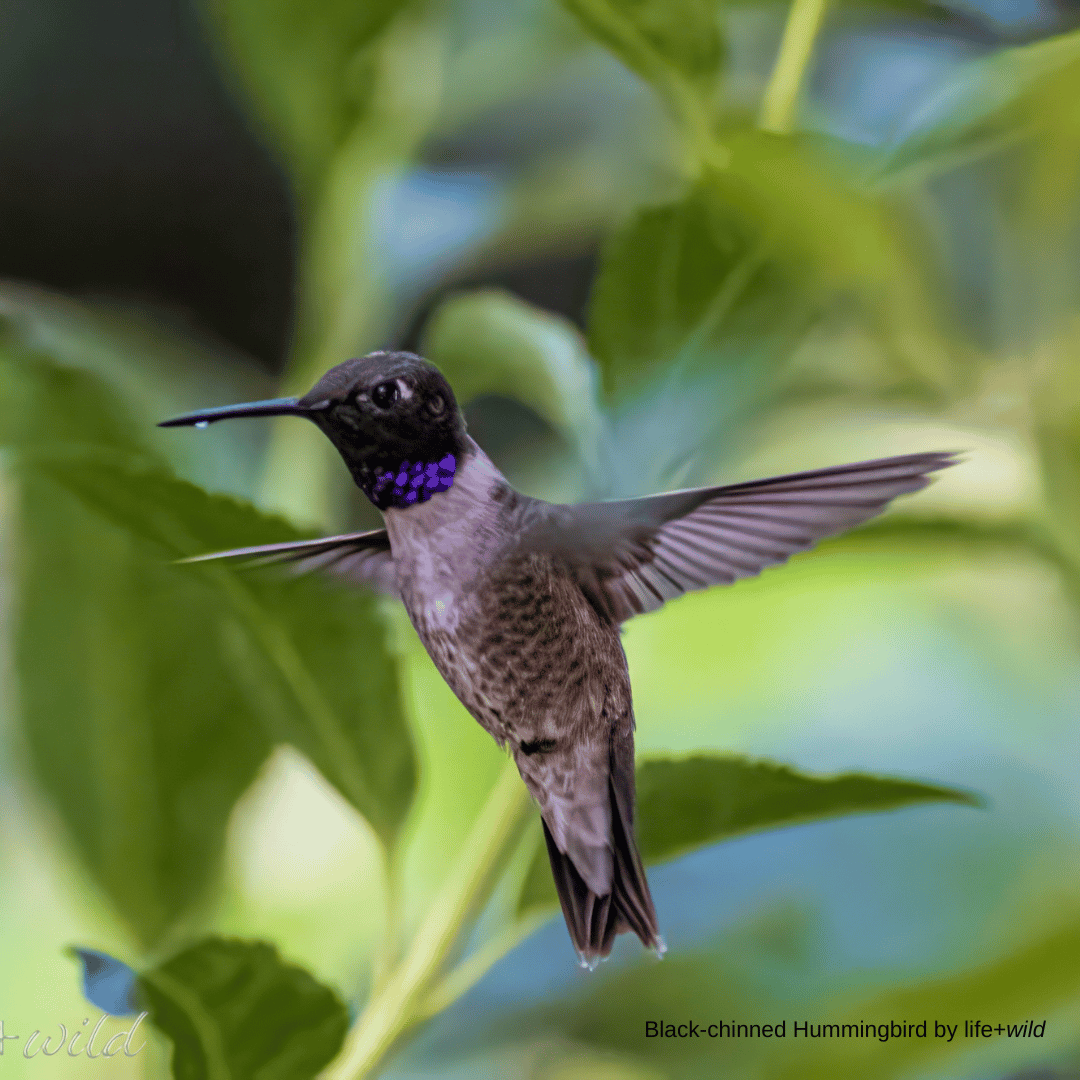 Hummingbirds of the Treasure Valley