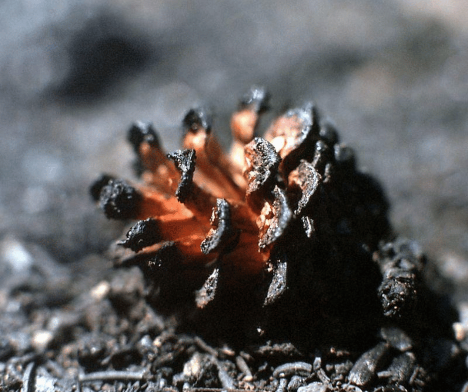Burned cone (positivebloom.com)