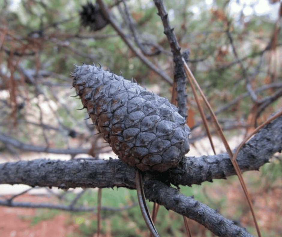 Unburned cone (awkwardbotany.com)  