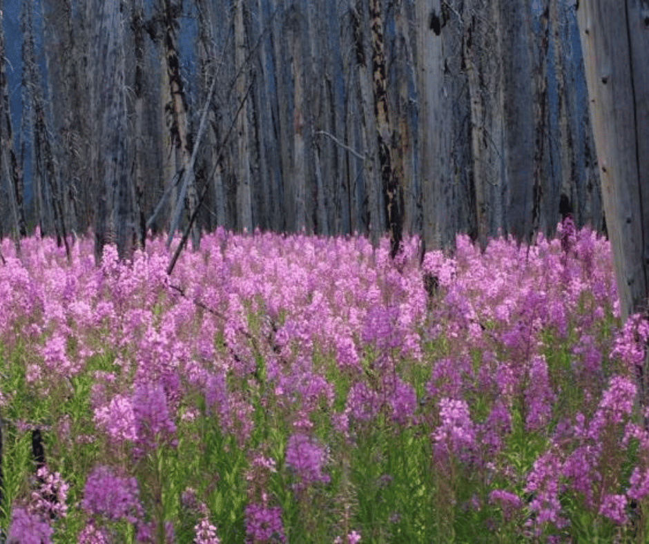 Fireweed
