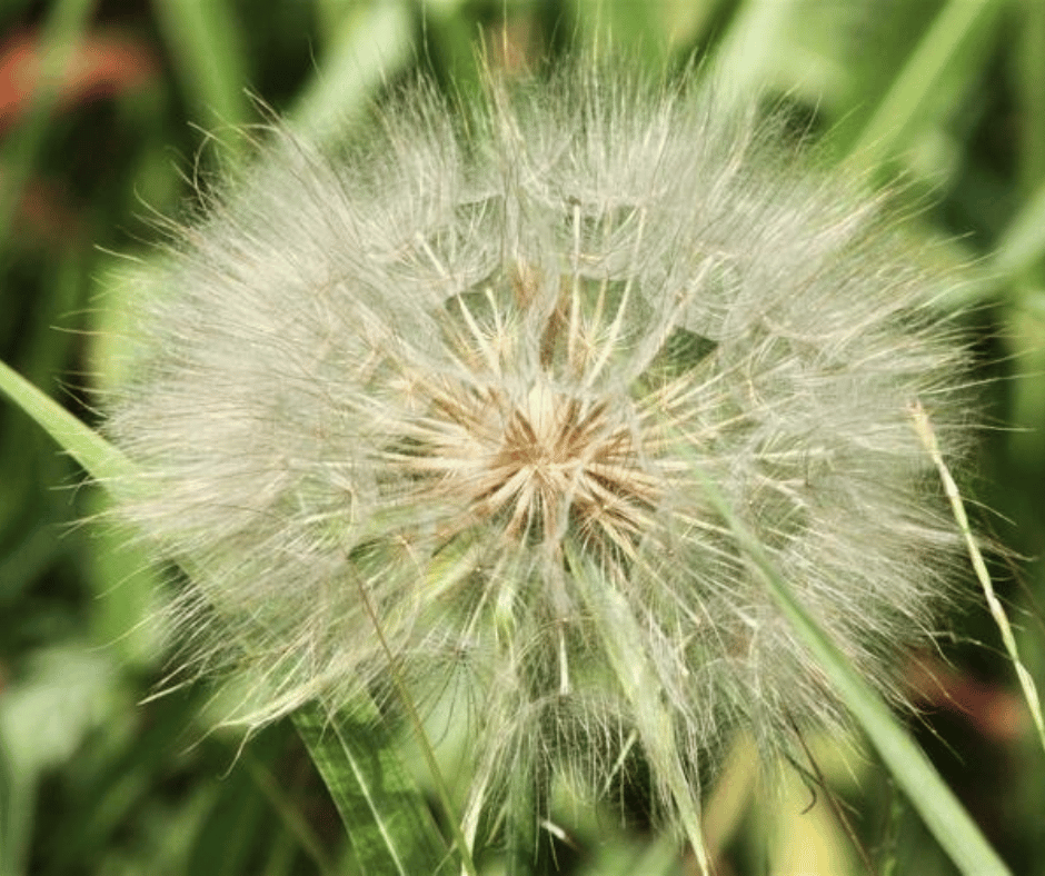 Salsify