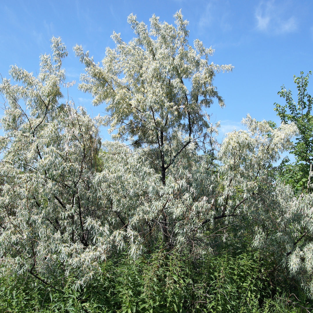 Building Better Habitat: Russian Olive Removal and Riparian Restoration
