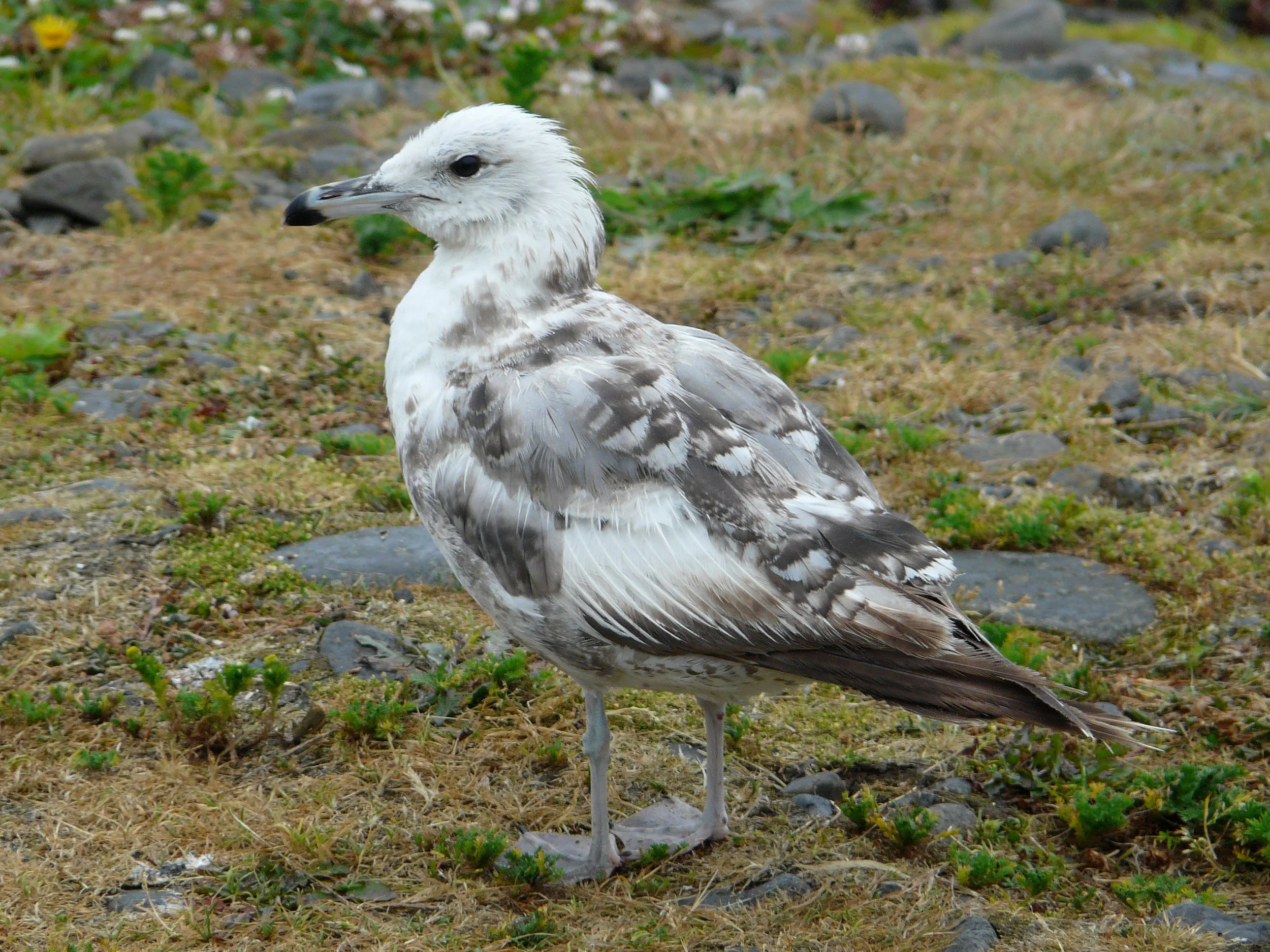Gulls in Winter | Virtual Class