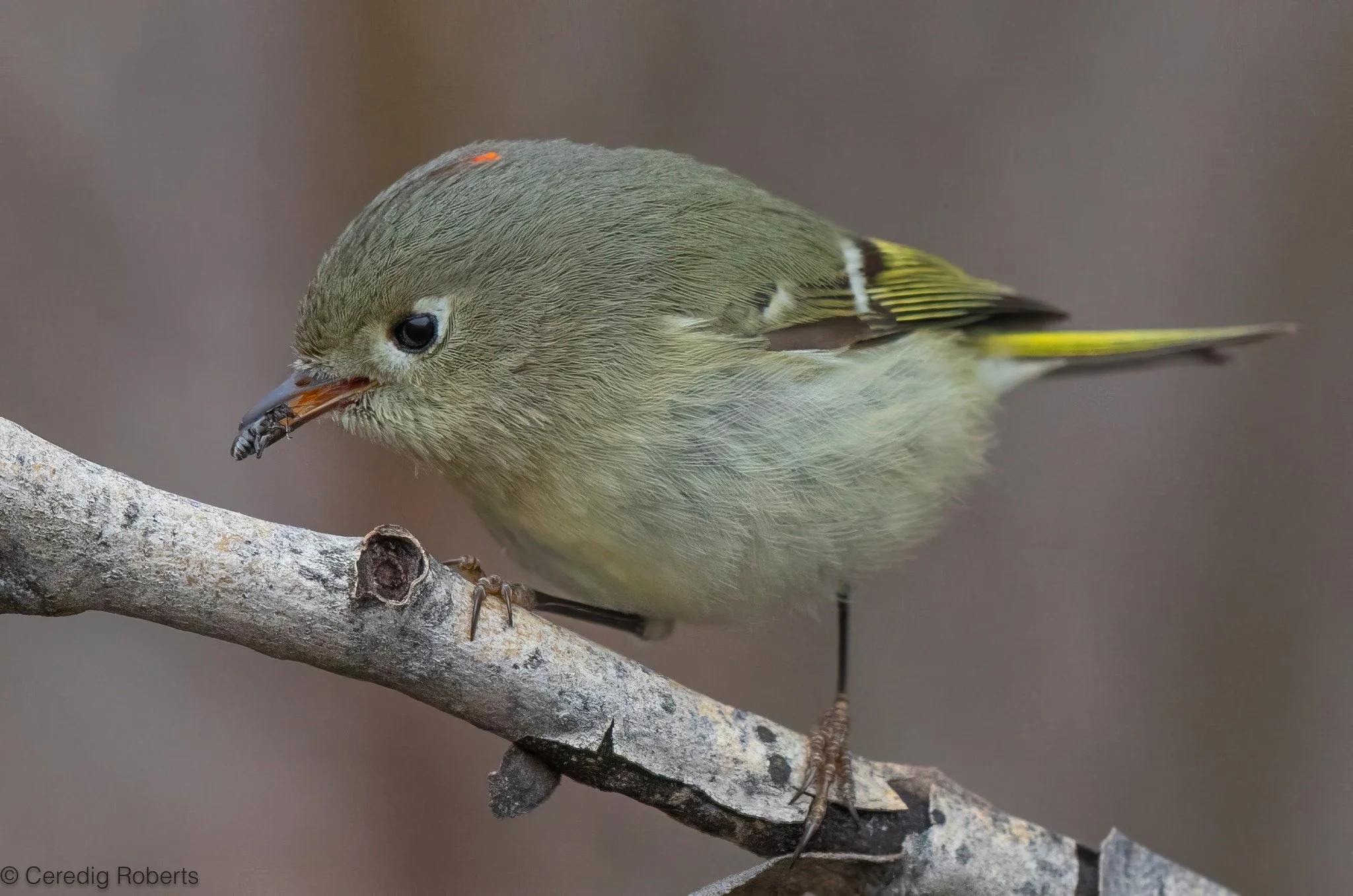 Winter Bird Photography at Kathryn Albertson Park