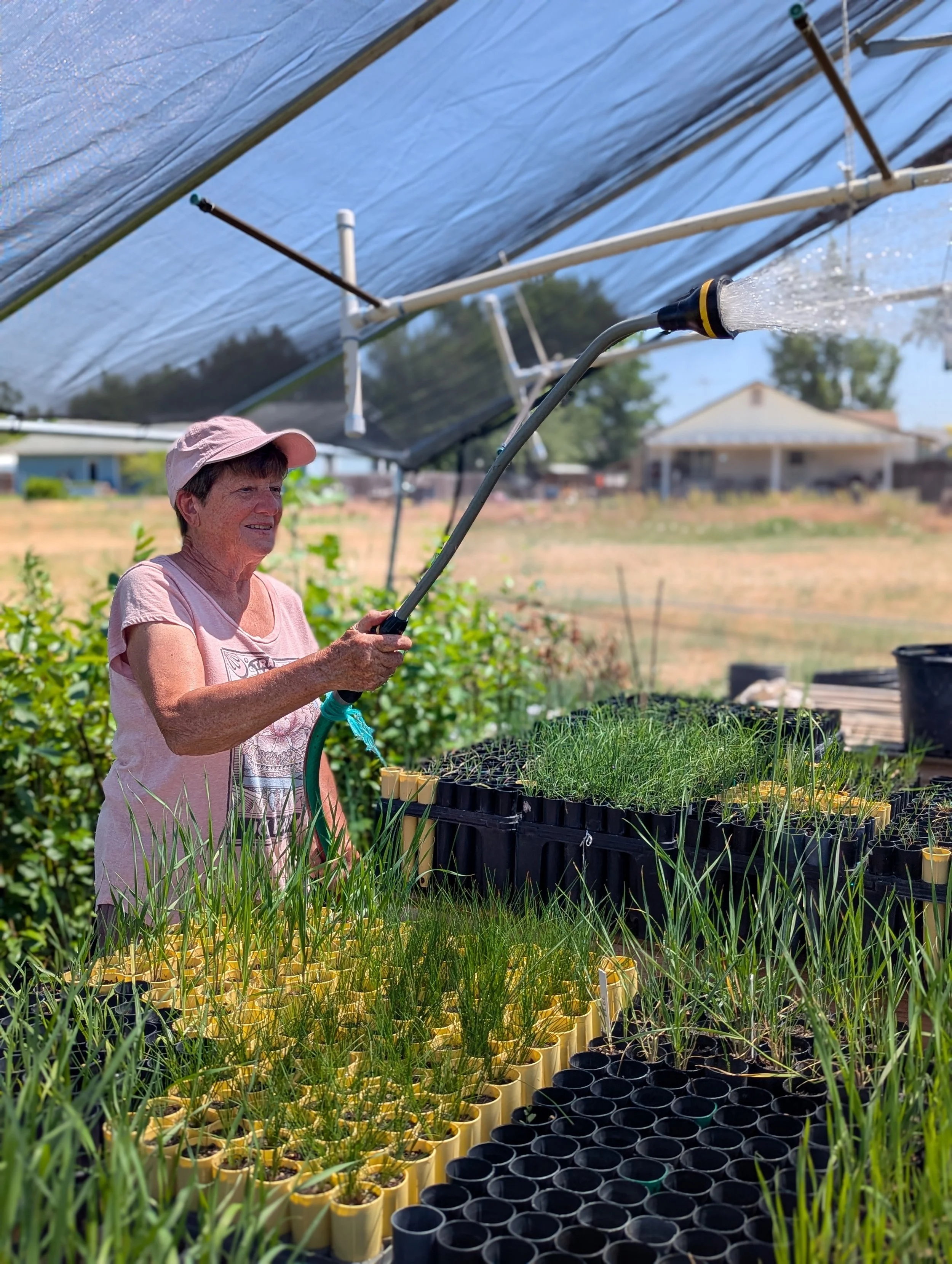 Woman uses a hose and watering wand to spray native seedlings at the nursery.
