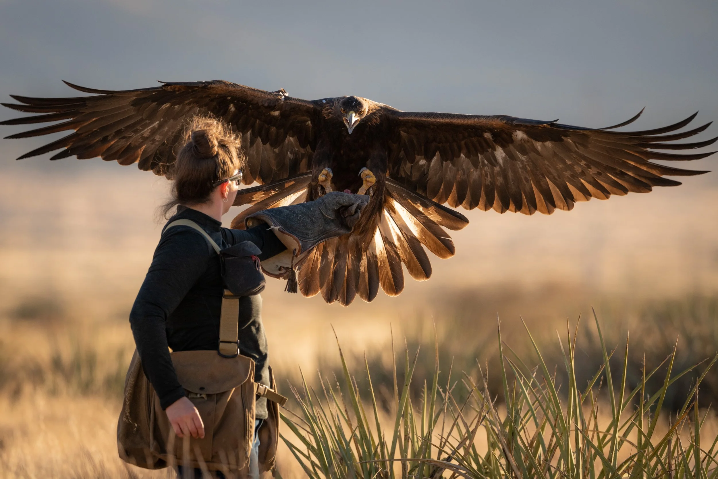 Golden Eagle Falconry