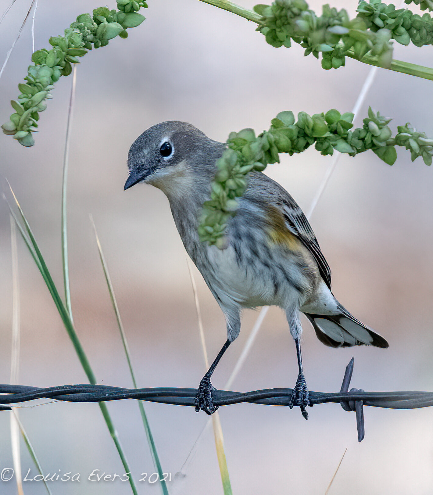 ellow-rumped Warbler bird sitting on barbed wire