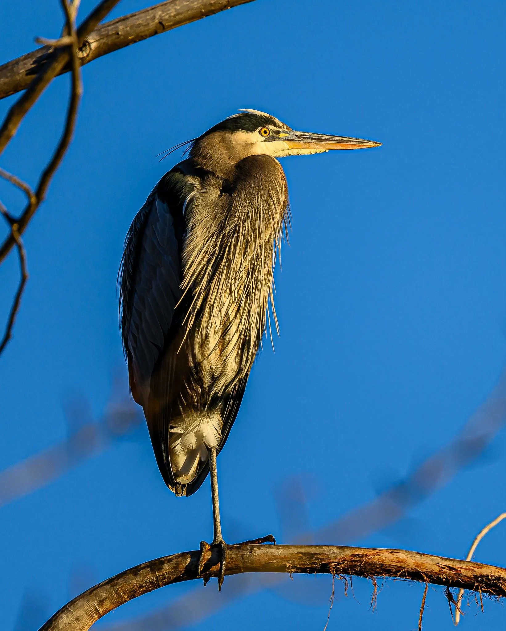 Birding for Beginners at Bethine Church River Trail