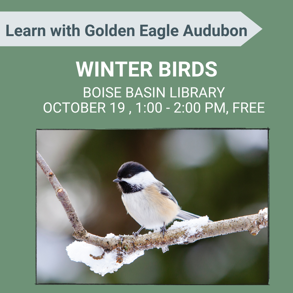Winter Birds of Boise Basin — Golden Eagle Audubon