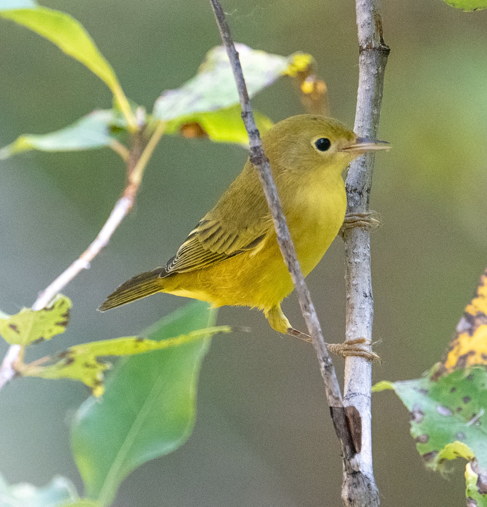Beginner Bird Walk: Bethine Church River Trail