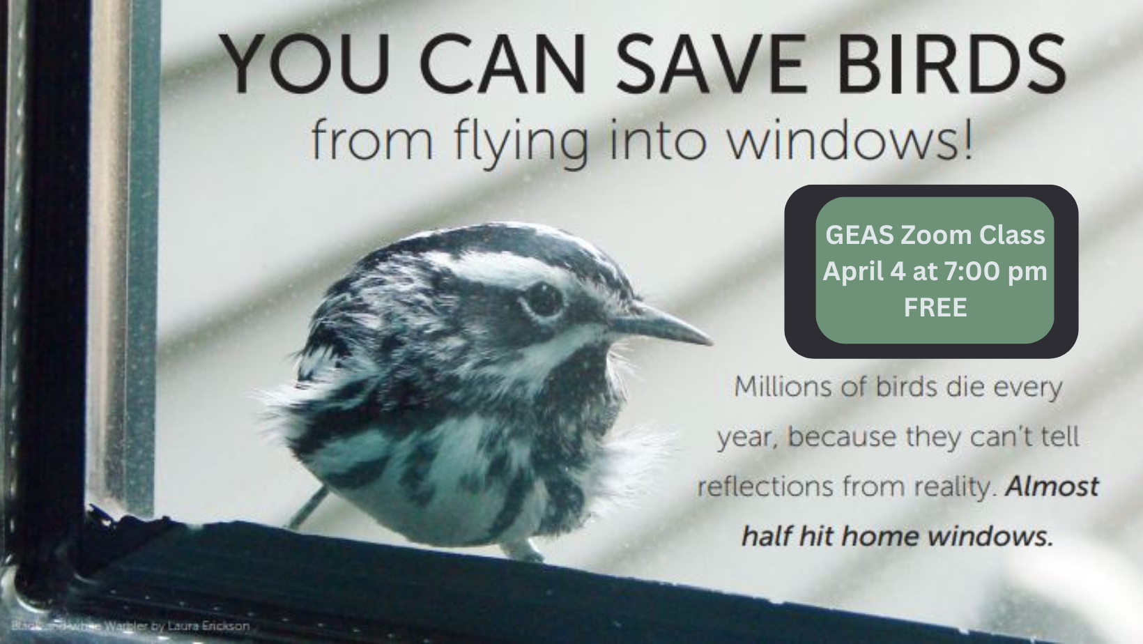 Stop the Thunk Preventing Bird Window Collisions Zoom Class — Golden