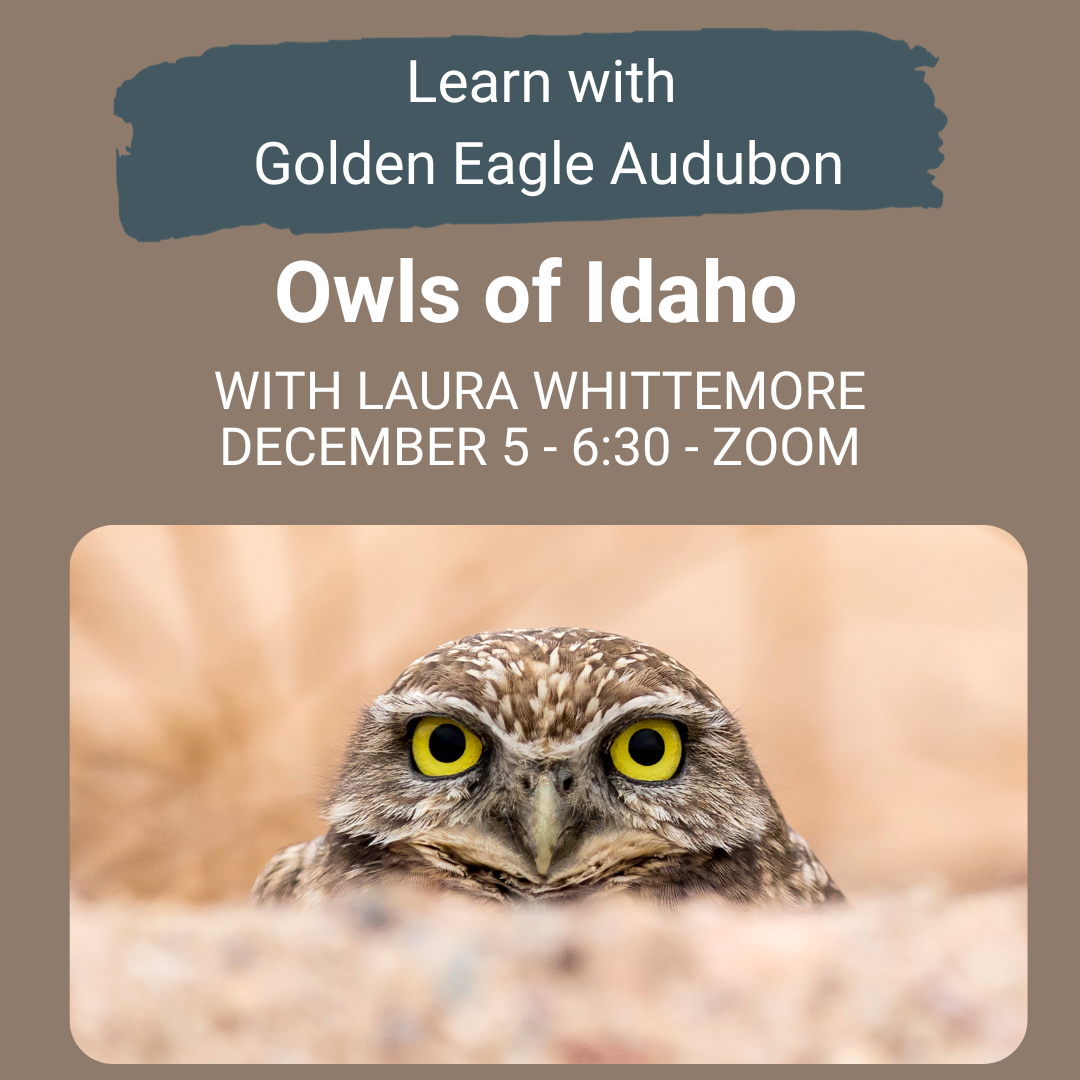 Owls of Idaho — Golden Eagle Audubon
