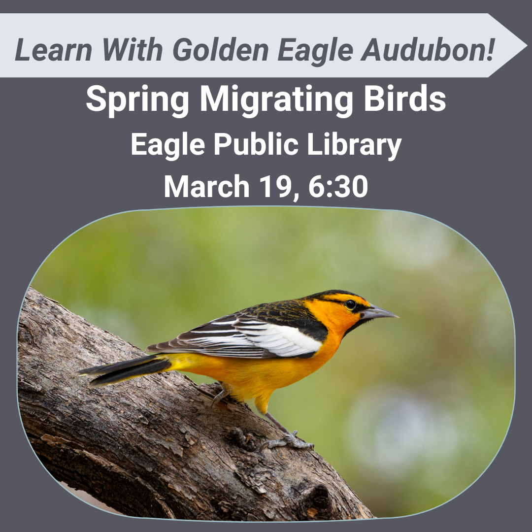 Spring Migrating Birds Class — Golden Eagle Audubon
