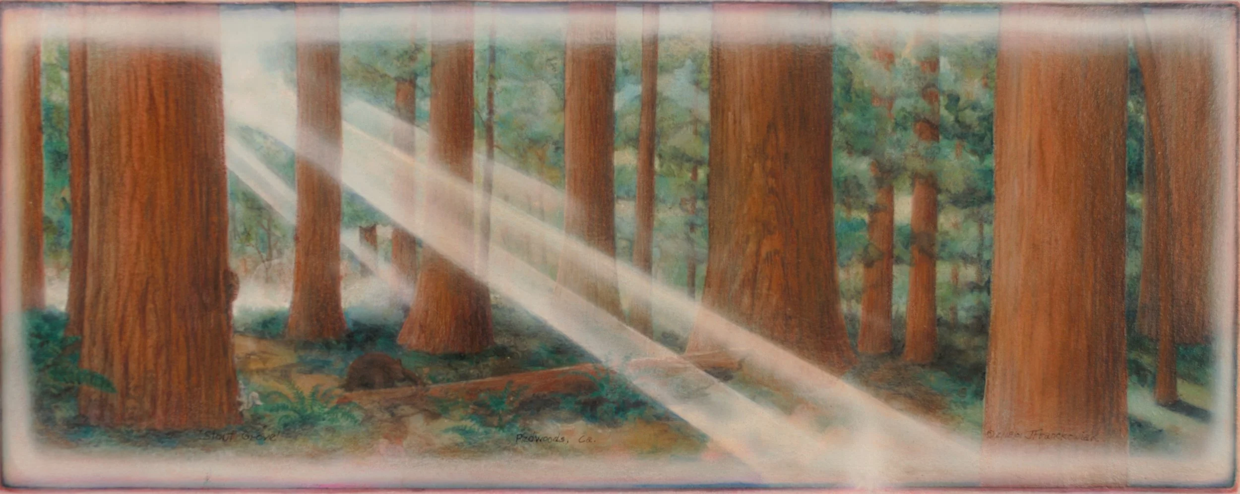 𝘚𝘛𝘖𝘜𝘛 𝘎𝘙𝘖𝘝𝘌     '01 • 16"x35"     Redwoods, California