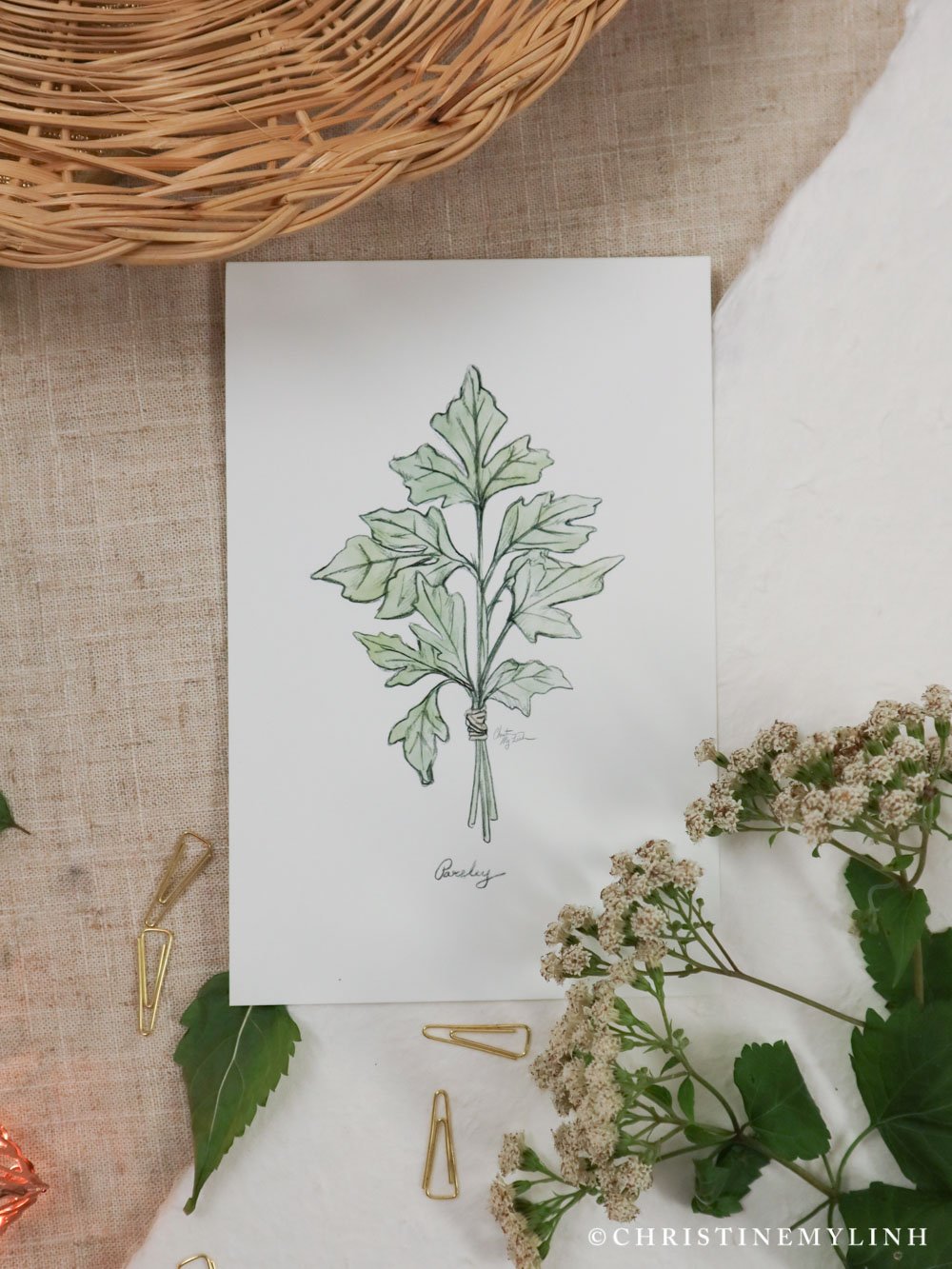 parsley-sketch-by-christine-my-linh-.jpg
