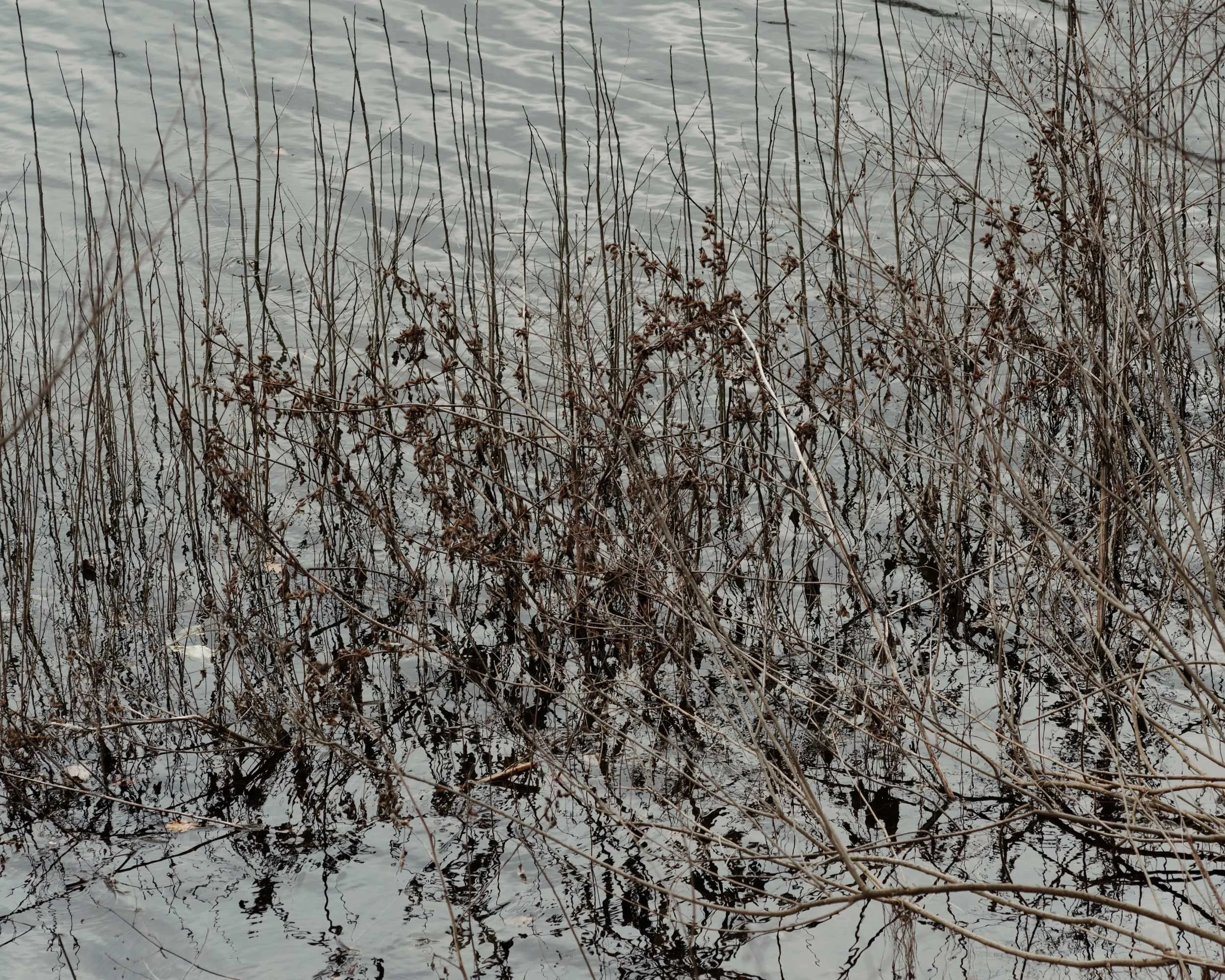 Lost in an artificial lake.jpg