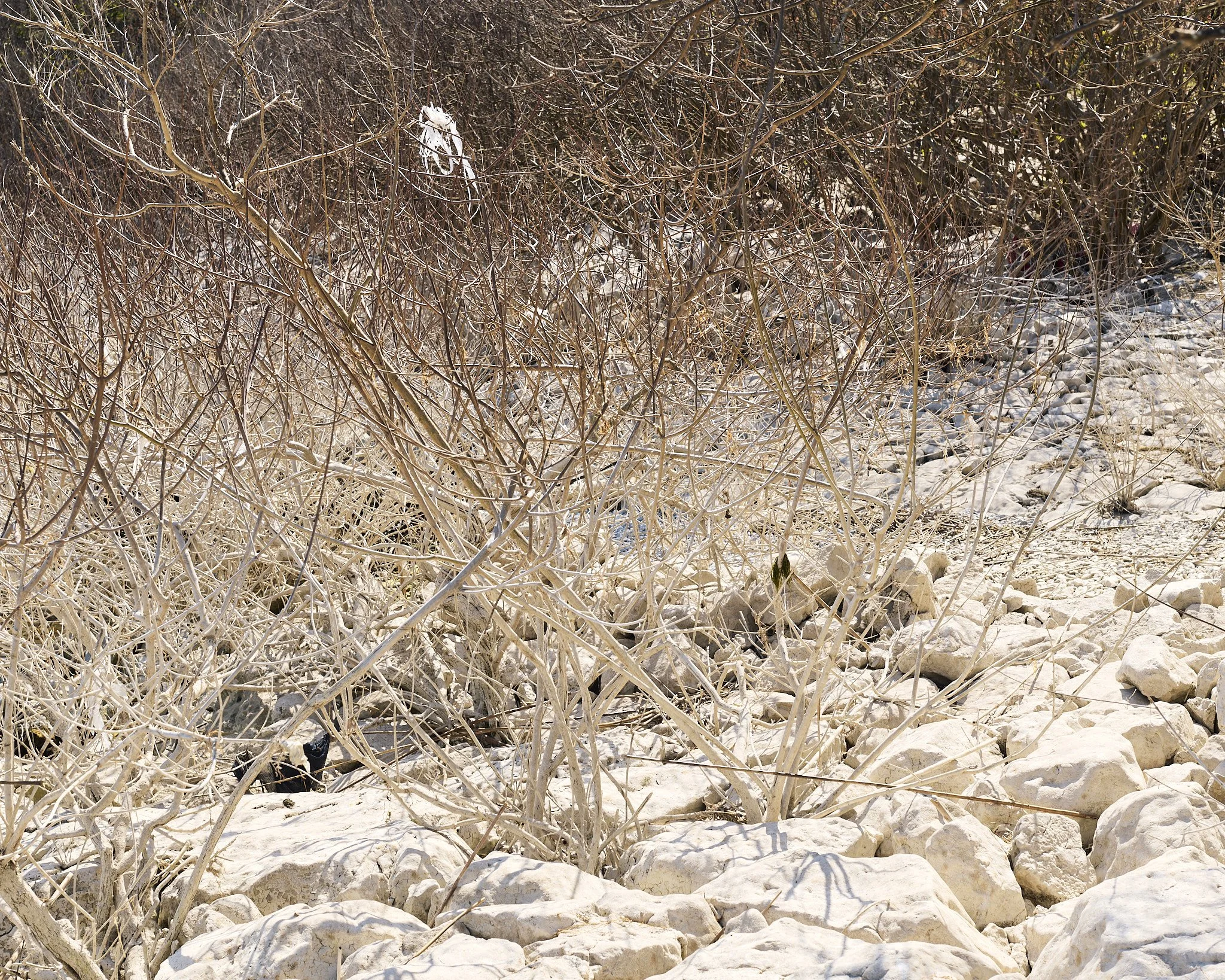 Zogaj-26-03-25- 5.jpg