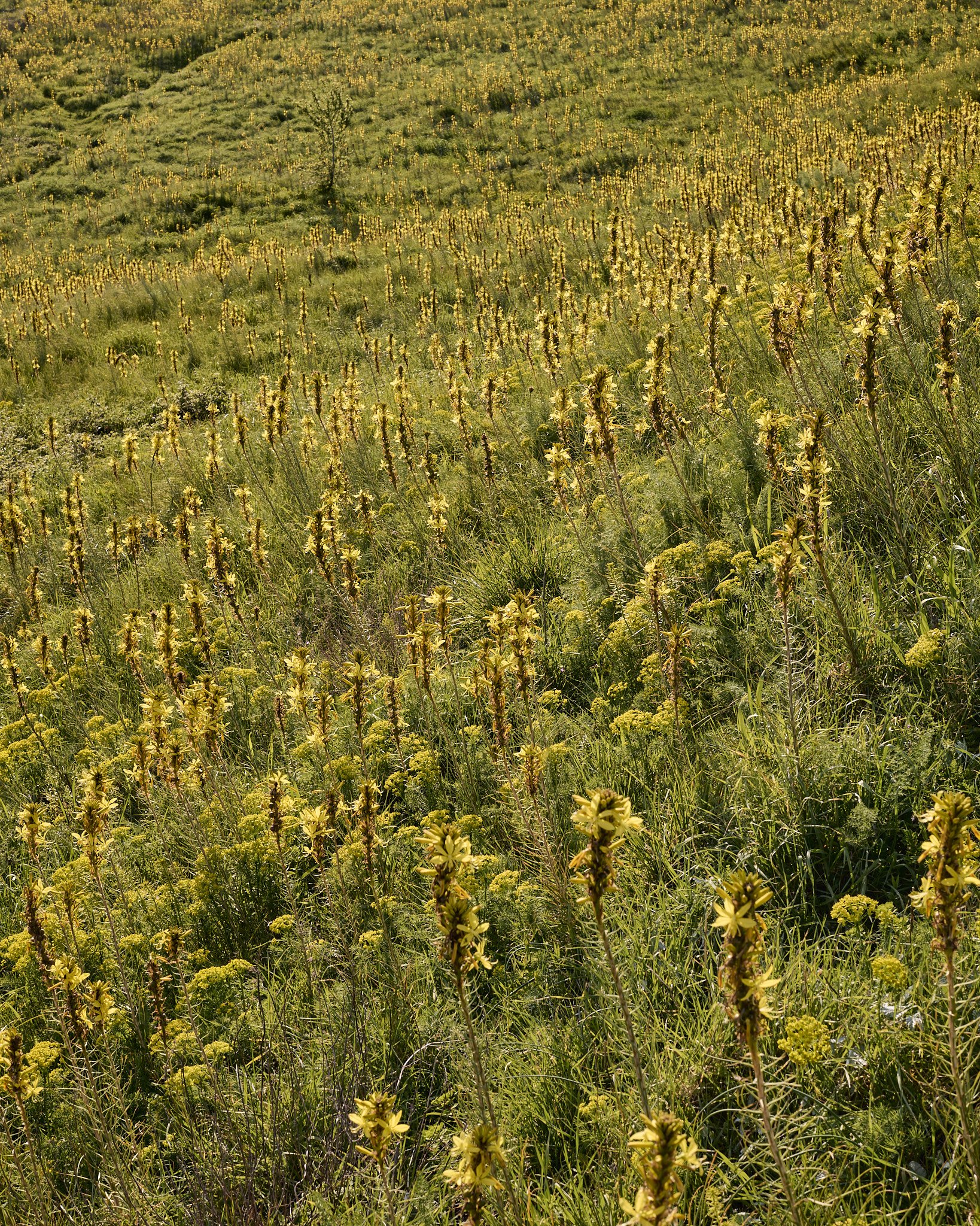 Zogaj-26-03-25- 36.jpg