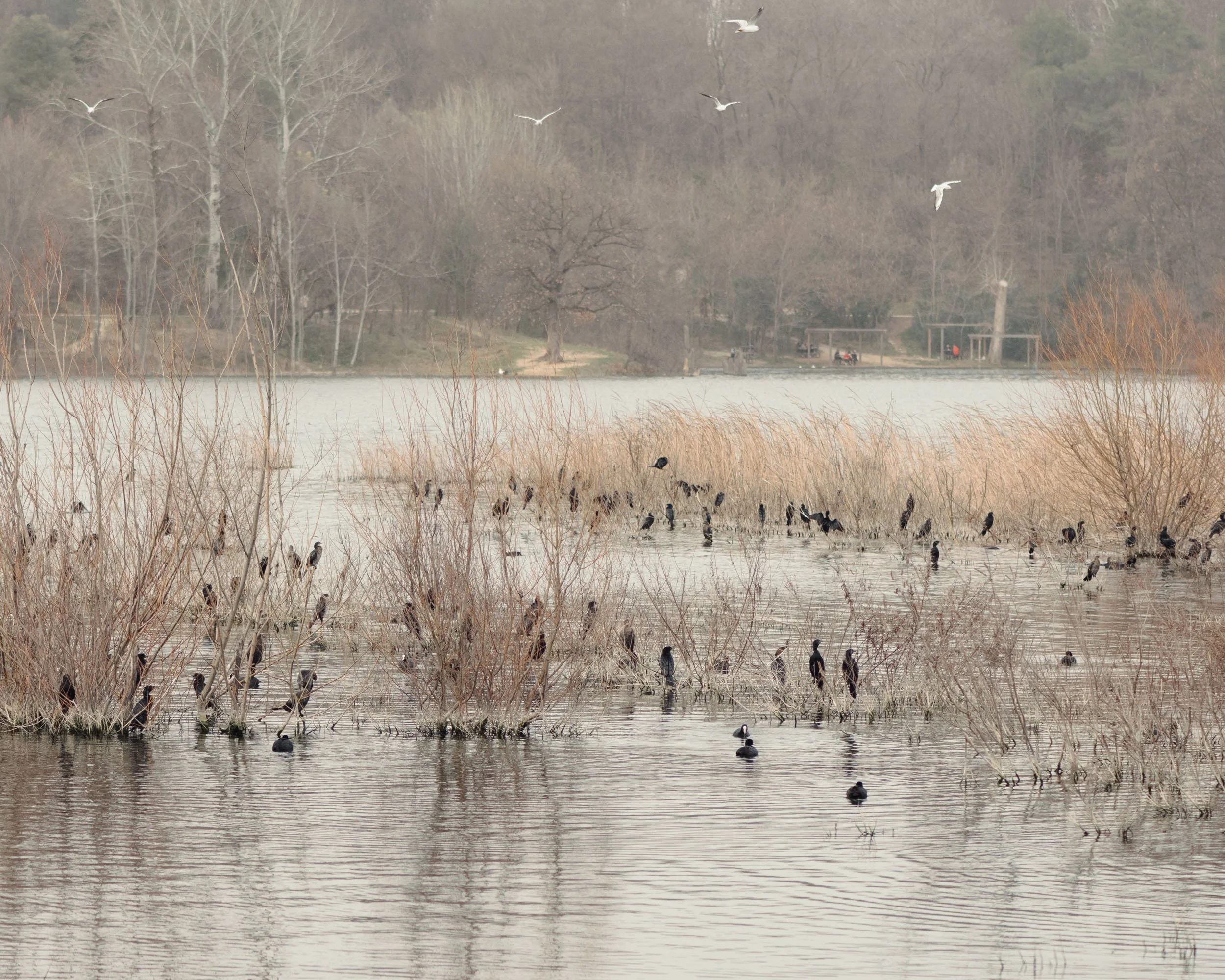 Lost in an artificial lake-11.jpg