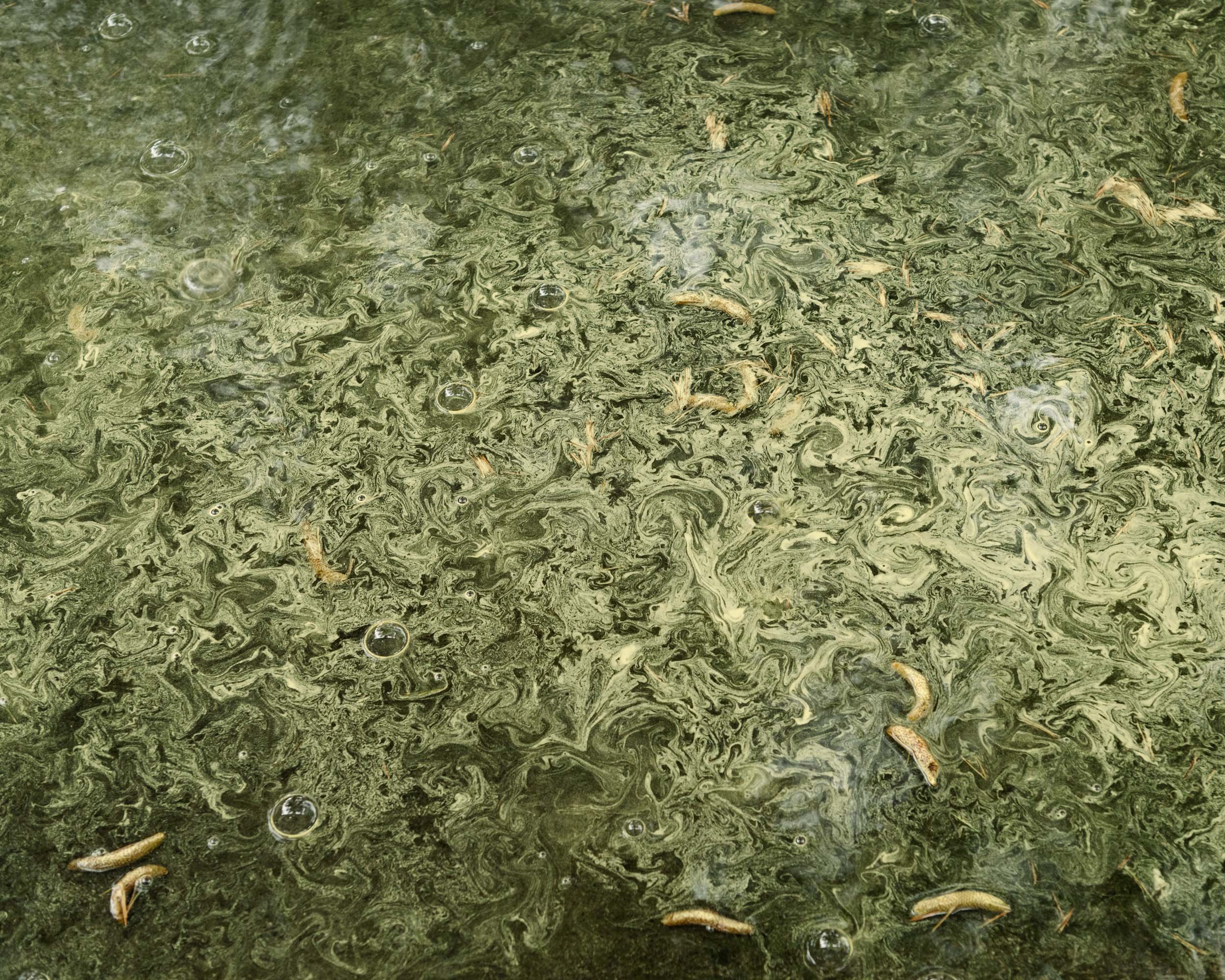 Lost in an Artificial Lake