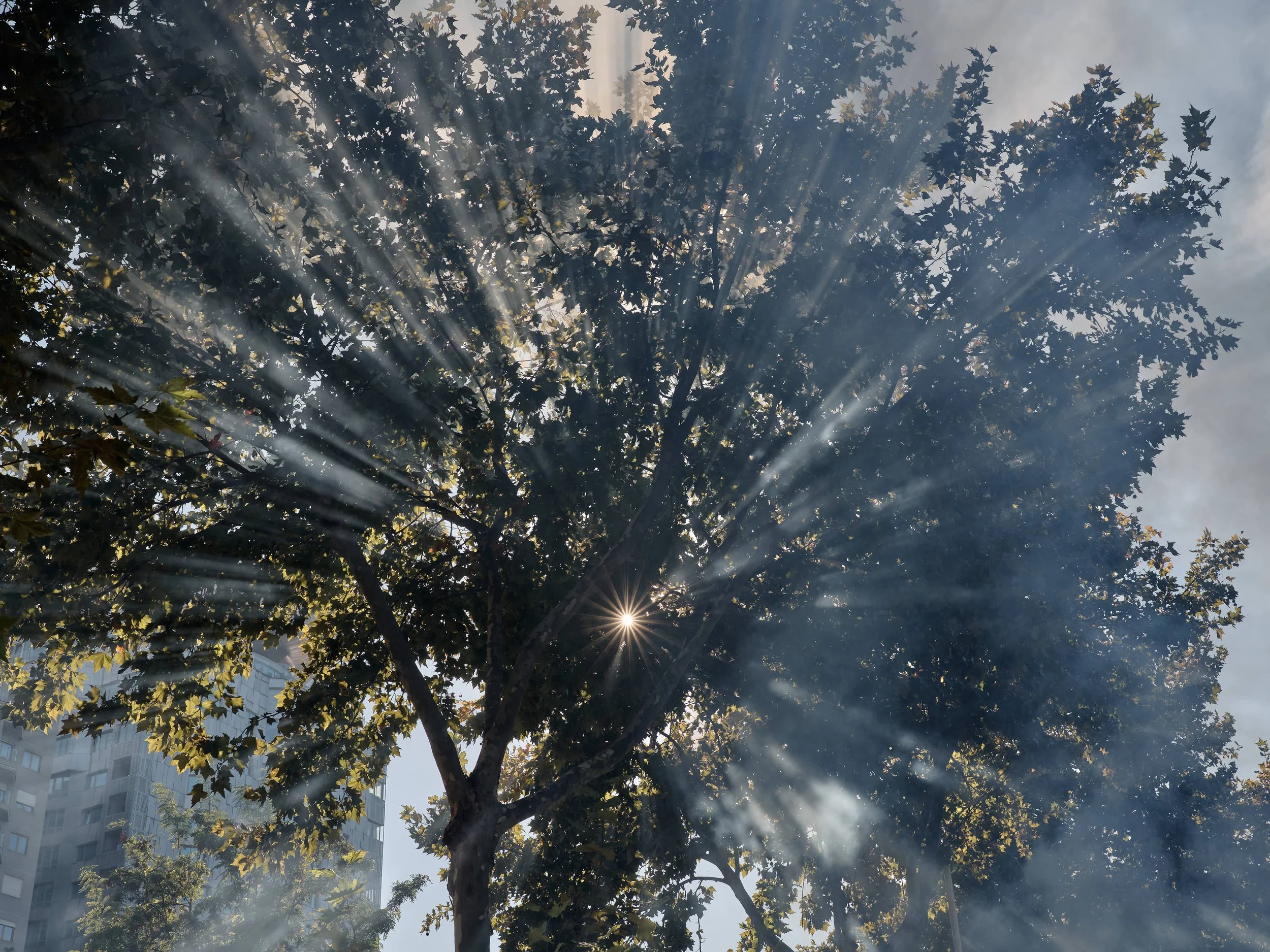 A tree is enveloped in smoke from a burning rubbish bin near the Pyramid of Tirana.
