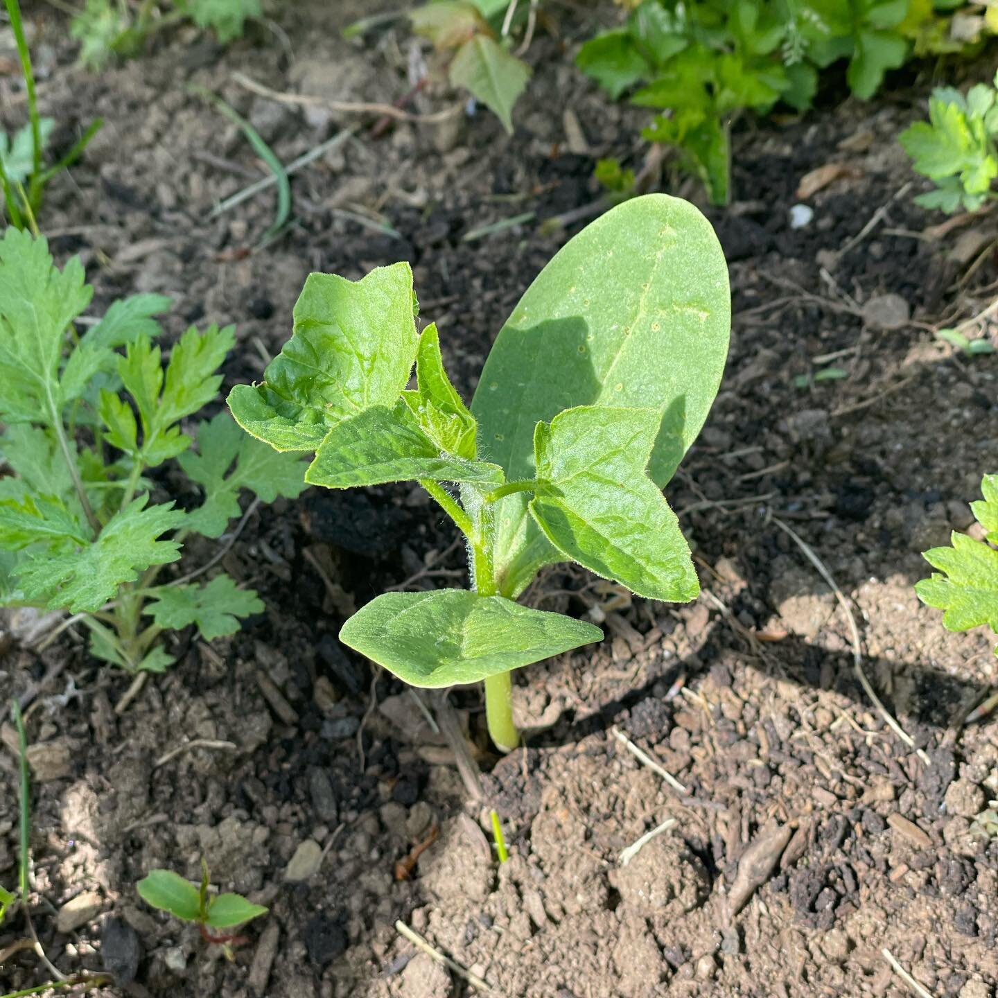 Okay, this is cool&hellip; 🌱 I planted a few pumpkin plants last fall in hopes of having pumpkins for Halloween, which we did not because I planted them way too late, and our puppy absolutely demolished them before they could bear fruit.

Fast forwa