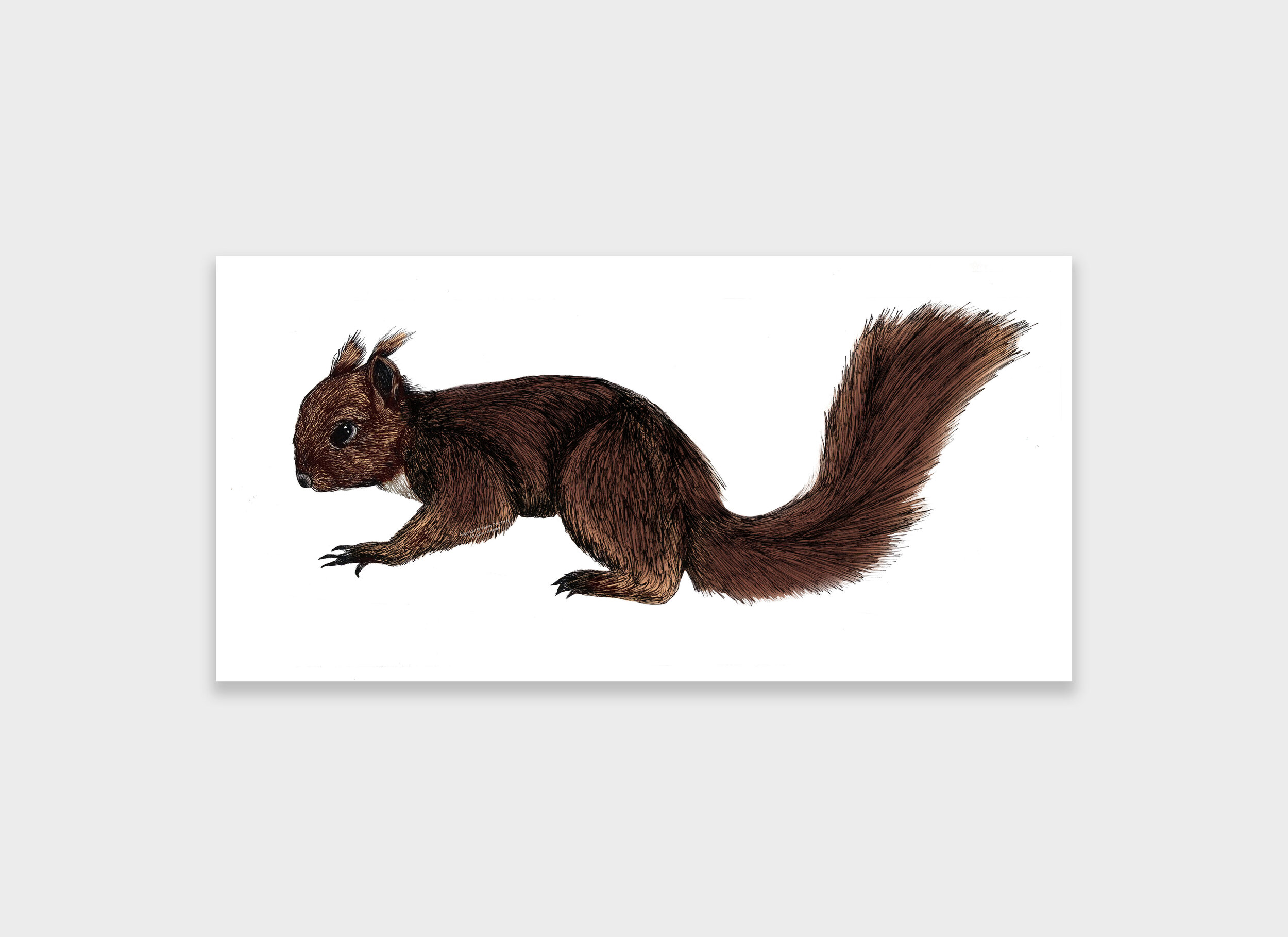 Squirrel.jpg