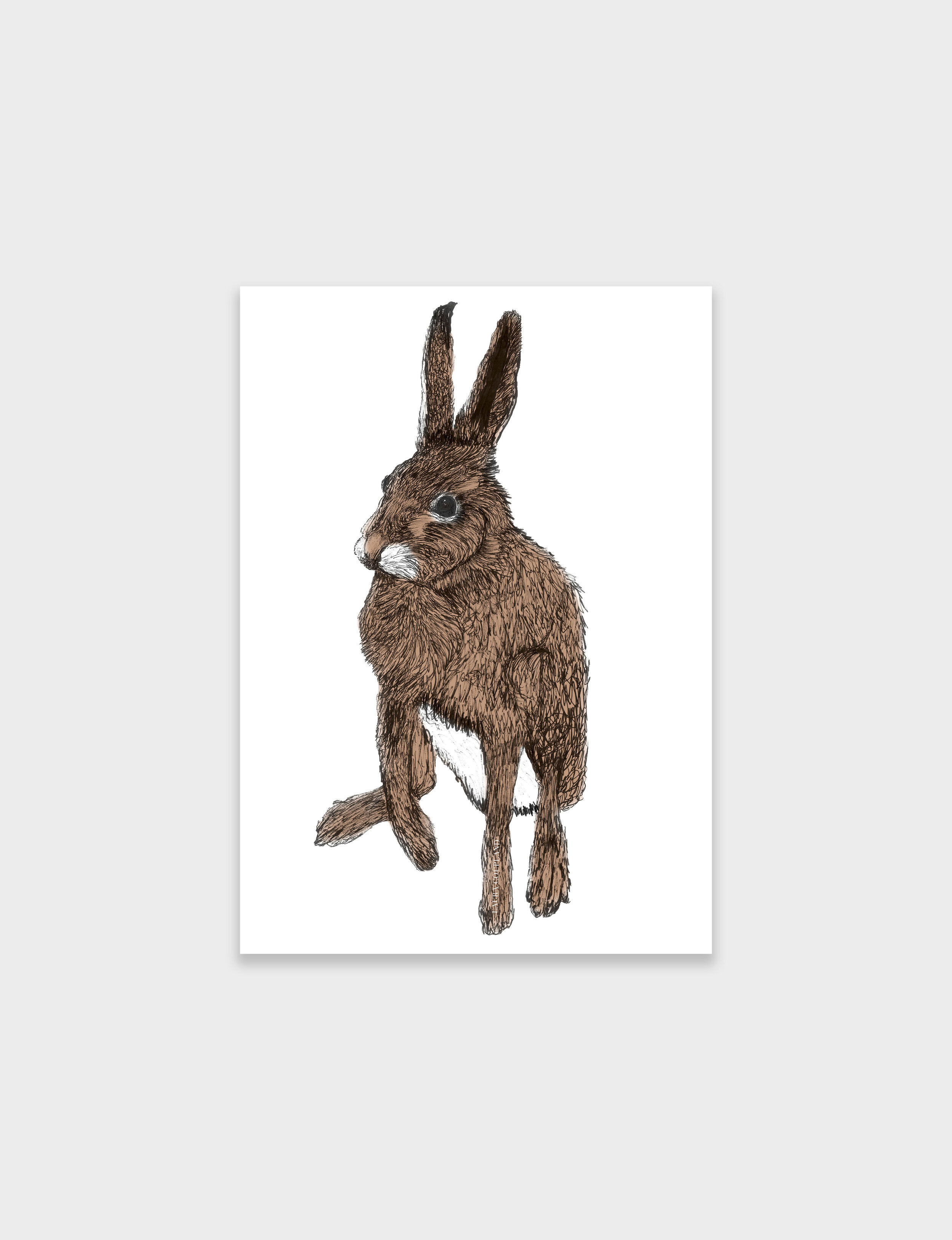 Hare-2.jpg