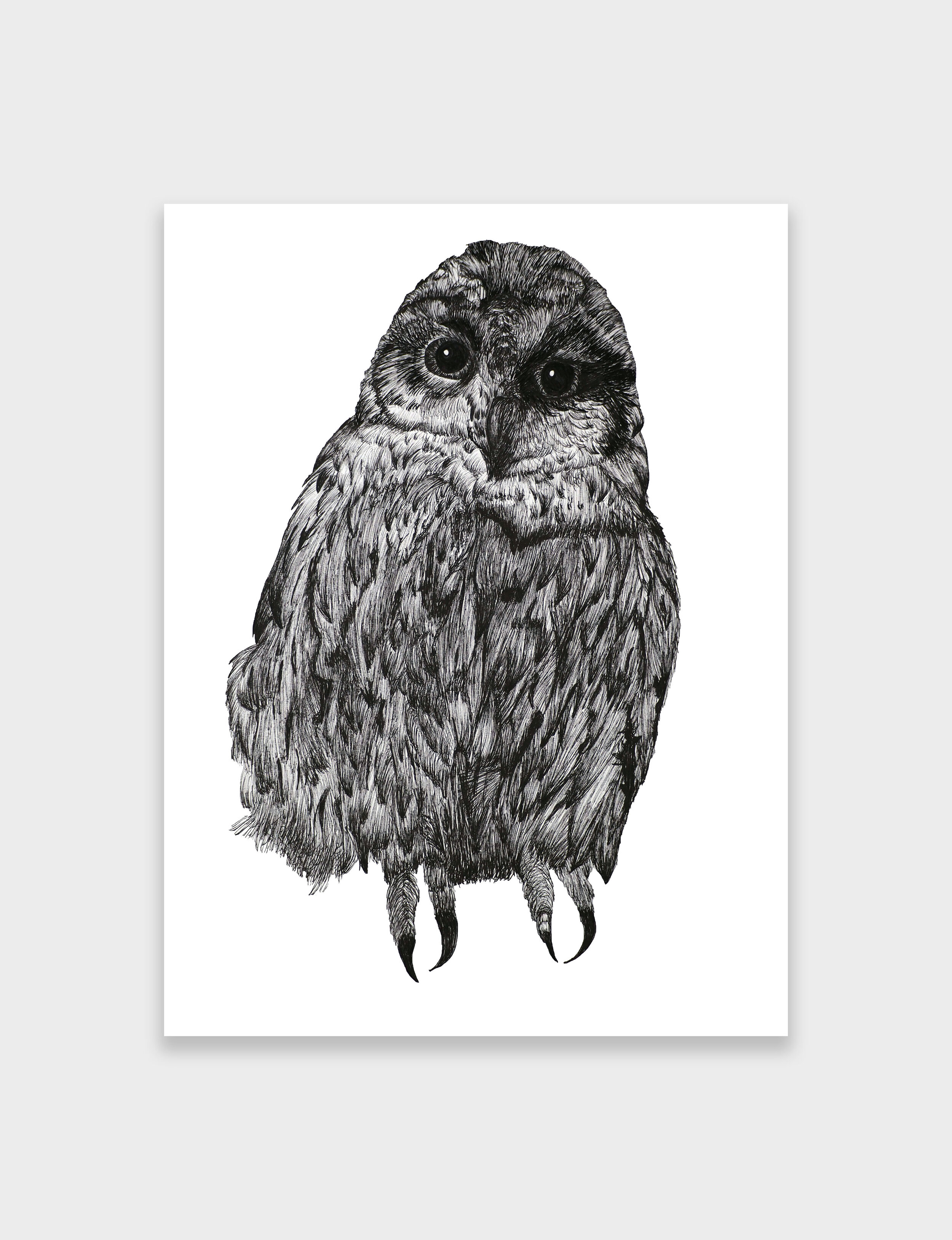 Owl-1-bg.jpg