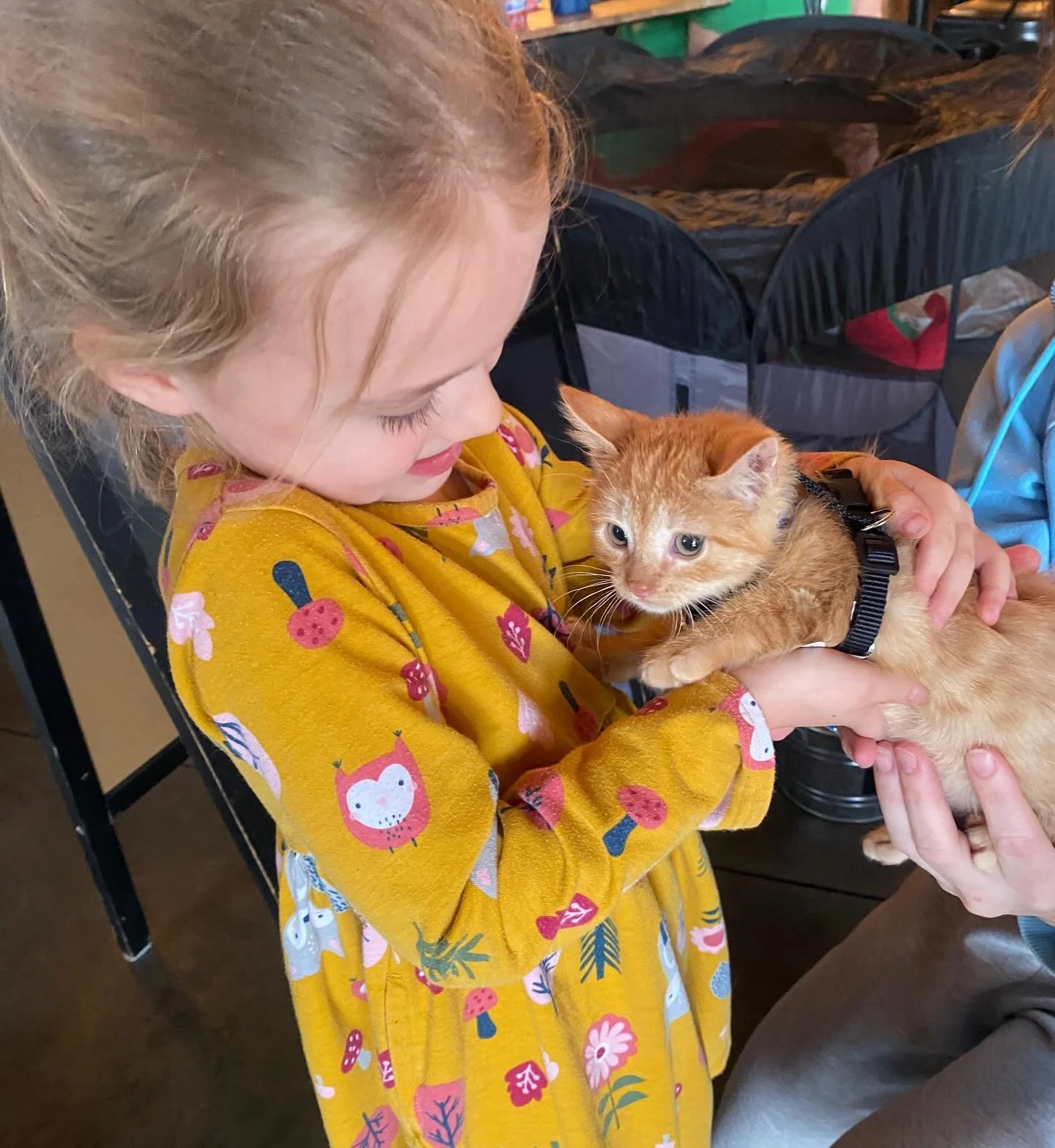 We have kitten cuddles today!!