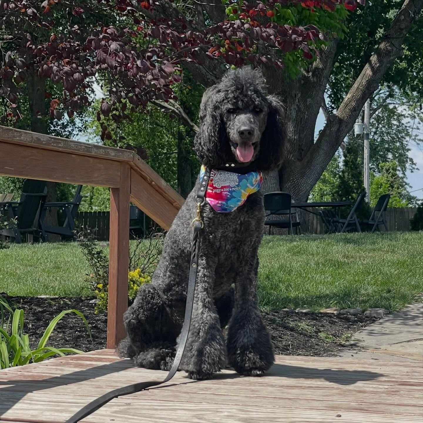 Again. 

Can&rsquo;t not share this. 😍

#dogfriendlybrewery