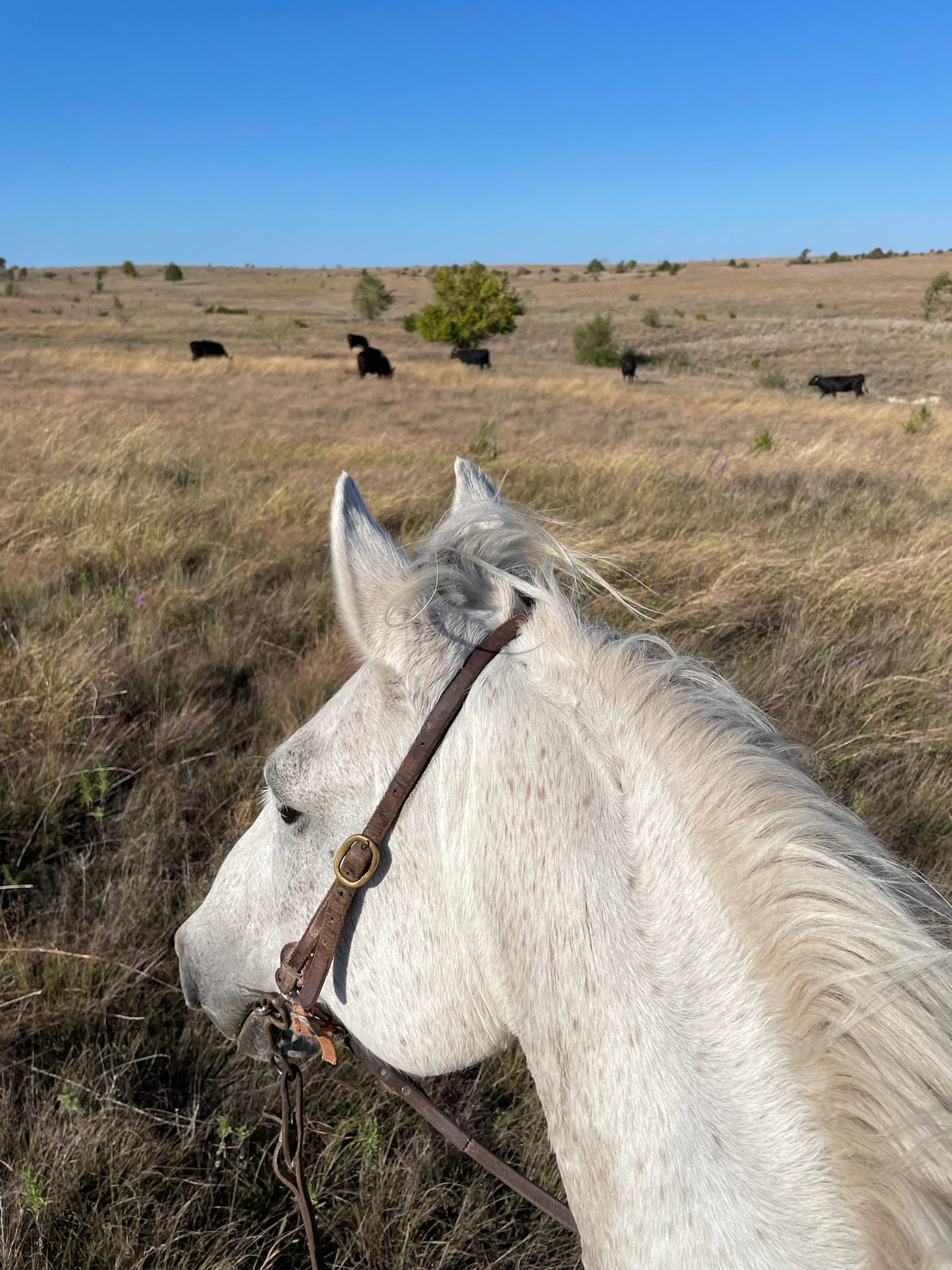 Rocosa Ridge Ranch2_Justin Miller.jpg