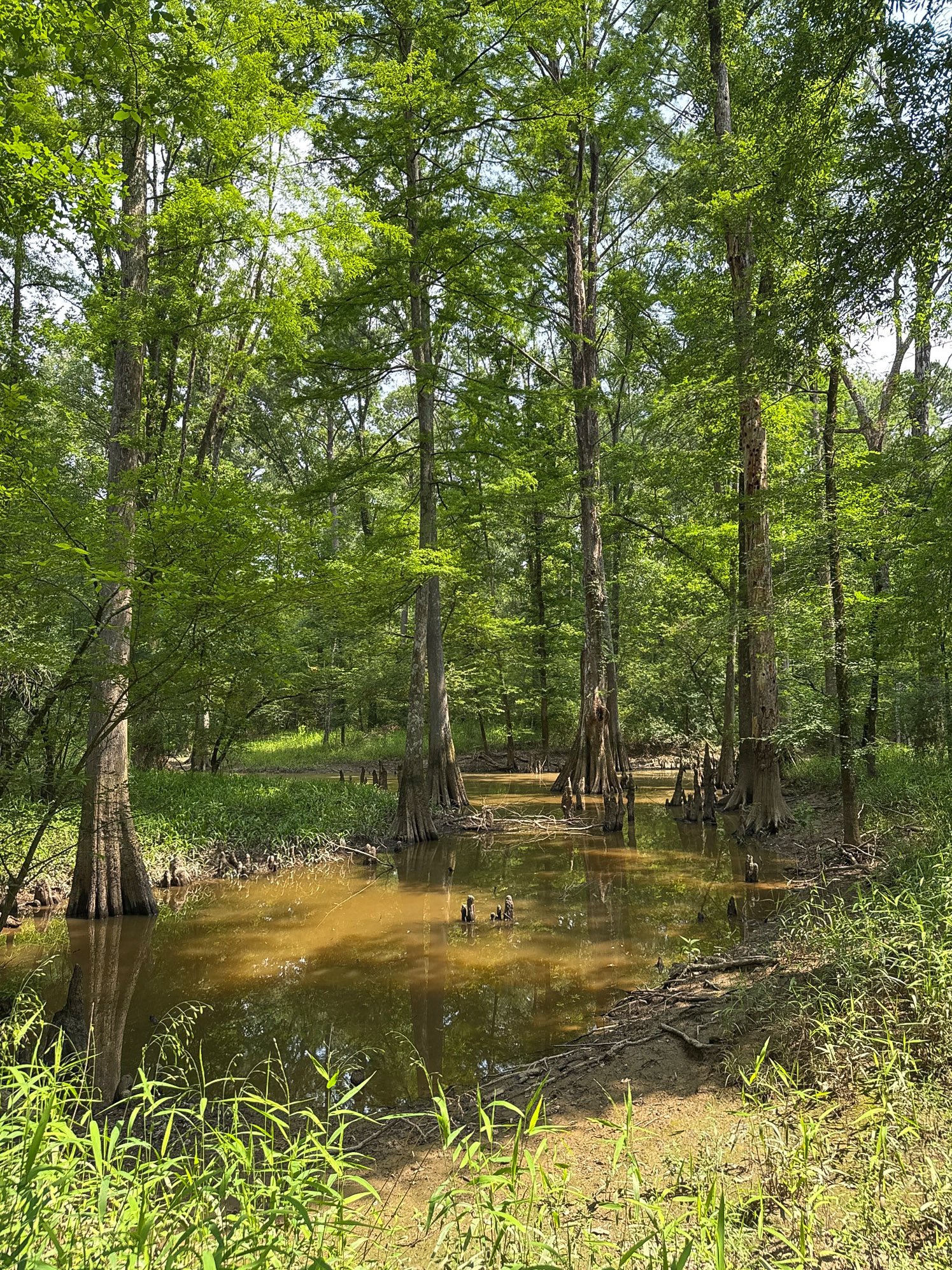163 Acres of Forested Wetlands Protected Forever