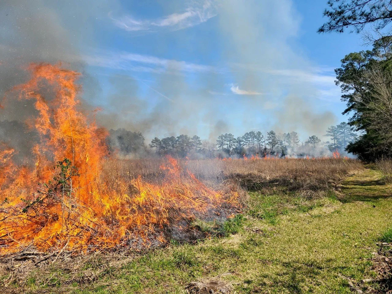 From Gloom to Bloom: The Importance of Fire on Marysee Prairie