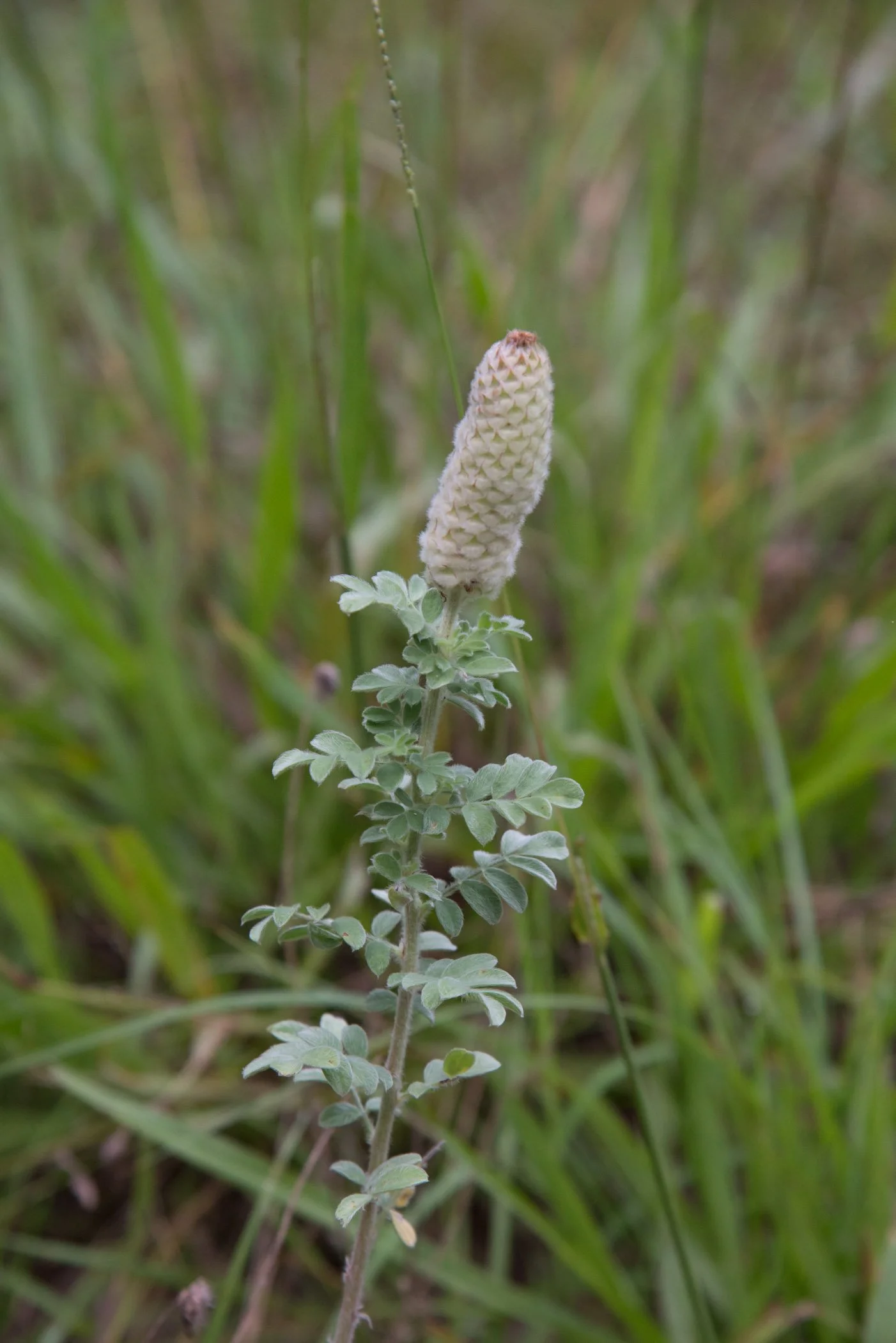 HC_BarD_Ramirez (4).jpg