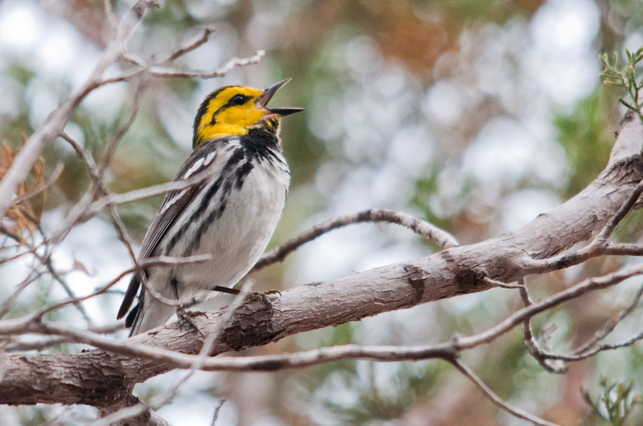 Golden-cheeked Warbler